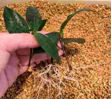 What should I pay attention to when cutting camellia flowers?