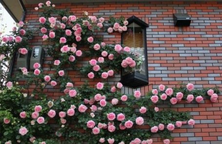 Pink Lonza Gemstone Parapet，Let me teach you how to raise a moonflower.